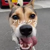 alealealex69