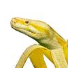 banana_snake