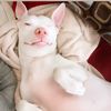 dixie_the_pibble