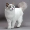 snowfox_24