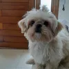 puccadrumond