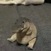 .moutenduv