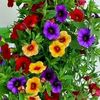 salime.103