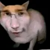 queen_of_scat0