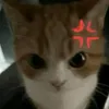 animalperson28