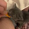 catmanmatt