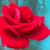 rajani0543
