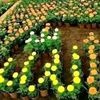 om2albnat