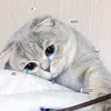 shinnye_aries