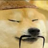 cinchongmasta