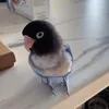 kelvinhart7070