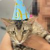 jellybeanthetabby