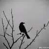 llooo0077