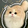 meowxute7