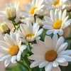 ana_anka