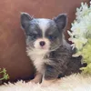 chihuahua.milkykun