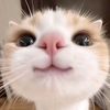 asmr.com_v.2