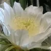 ngaquach.2
