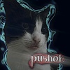 meow.pyshok