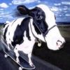 cowpitalboro