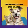 Treinamento Para Cães e Gatos