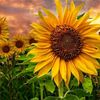 girasoles505