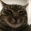homagamacat