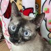 momojo_wonder