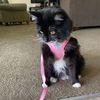 tittiestheekitty