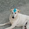 dogibender