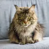 cindymams