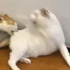 yuniorfps