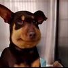 chilimandog
