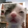 ayyiiiiioi
