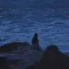 si_ioo0