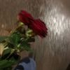 fatimamousa94