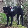 meechandarn