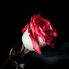 user_102039481