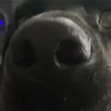 confuseddogg0