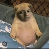 elpugvlo
