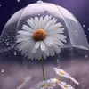 tanya23_55
