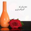 asia.ansar4