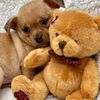 dayswithteeko