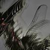 insectalien