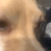 tobythedog77