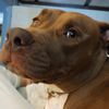 mybabygirlpit