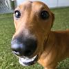 twixortoot