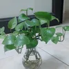 nganguyen50290