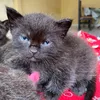 meow_suppasit