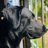 pablo_black_labrador